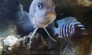 Metriaclima zebra 'Thumbi West'